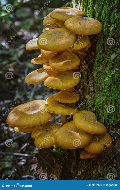 Honey Fungus Ringless Tabescens Darmillaria Image Stock Image Du