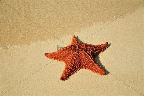 Red Cushion Sea Star Oreaster Reticulatus Protected