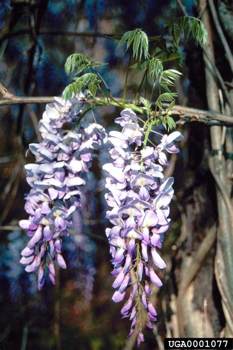 Chinese wisteria, Wisteria sinensis (Fabales: Fabaceae (Leguminosae ...