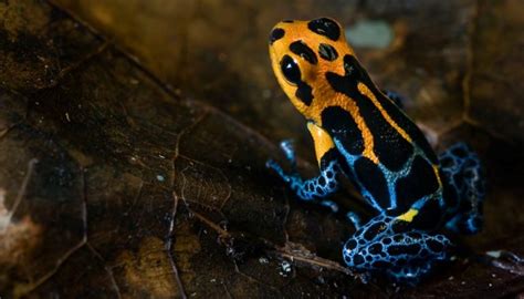 We did not find results for: Estudo relata a evolução de uma nova espécie de sapo ...