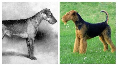 dogs  years   dog breeds looked