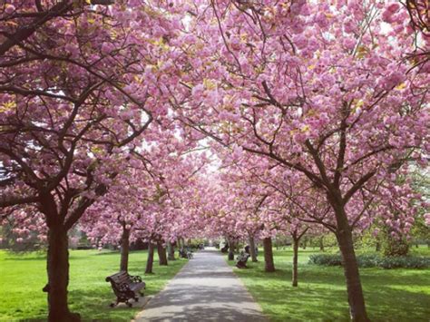 Huge Cherry Blossom Tree Tunnel Coming To Toronto Next Year