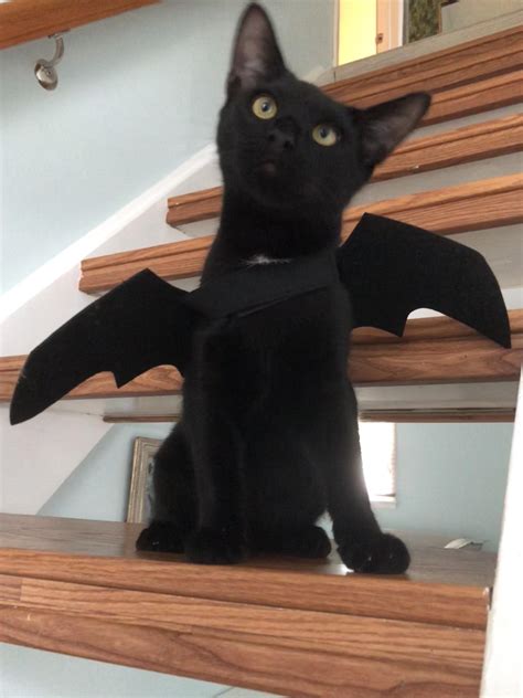 Thought Some People Might Appreciate This Bat Cat Rblackcats