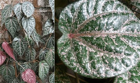 Khasiat dan Manfaat Daun Sirih Merah » DokterCantik.com