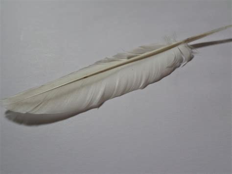 Free photo: White feather - Bird, Feather, Nature - Free Download - Jooinn