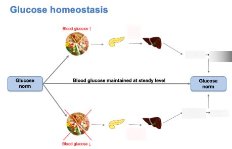 Glucose Homeostasis Diagram Quizlet