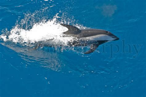 Hourglass Dolphin Antarctica Tom Murphy Photography