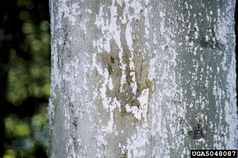 Beech Bark Disease Nectria Coccinea
