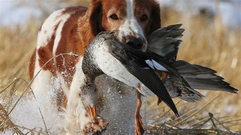 The 10 Best Bird Hunting Dogs For All Types Of Game And Hunts
