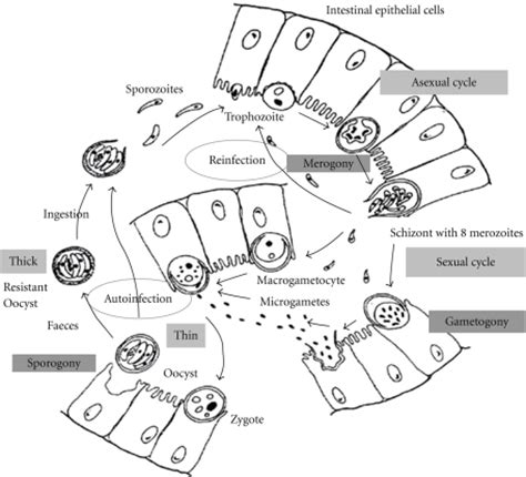 They are members of the apicomplexaprotozoan pathogens that invade host cells by using a specialized apical complex. Life cycle of Cryptosporidium in the enterocyte. Follow ...