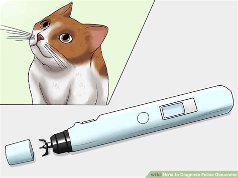How To Diagnose Feline Glaucoma 10 Steps With Pictures