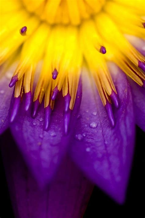 Beautiful Iphone Wallpapers Bing Images Purple Flowers
