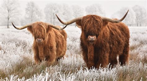 Meet The Highland Cattle Scotlands Majestic Cows And Bulls Cool