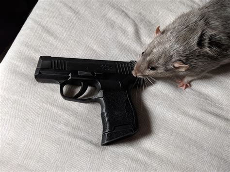 Hi-Res Resourceful Rat Fight : r/EnterTheGungeon