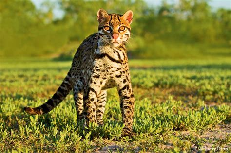 Maybe you would like to learn more about one of these? Fifty Years - Texas Parks & Wildlife Department