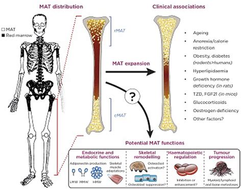 Why Are Our Bones Full Of Fat The Secrets Of Bone Marrow Adipose