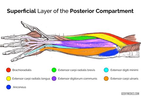 Diagram Of The Muscles In The Forearm Conditions And Diseases
