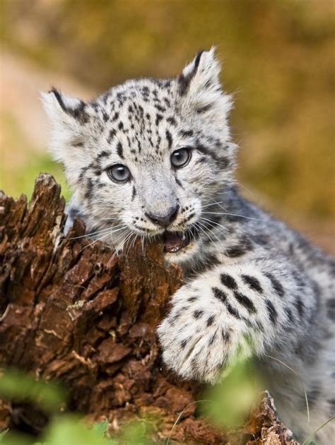 Snow Leopard Babies Archives Triple D Wildlife