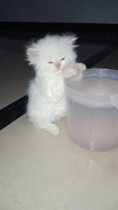 Pets Pakistan White Persian Kitten 2 Months Old Blue