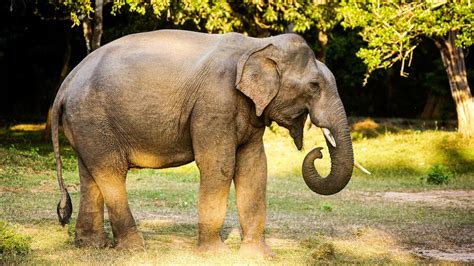 Asian Elephants Highly Intelligent Caretakers Of The Southeast Jungles One Earth