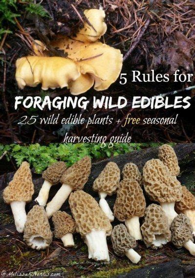 Learn These 5 Rules For Safely Foraging Wild Edibles Over 25 Wild