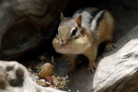 Free Photo Beautiful Shot Of A Cute Chipmunk Eating Nuts In The Royal