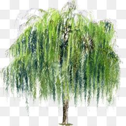 Rotate this 3d object and download from any angle. Salix alba Bark Tree Salix fragilis Weeping willow - tree ...