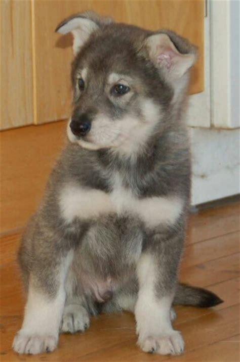 Check spelling or type a new query. Tamaskan pup | Tamaskan puppies, Tamaskan dog, Your dog