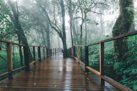 Beautiful Rain Forest Or Montain Forest With Wooden Bridge At Ang Ka