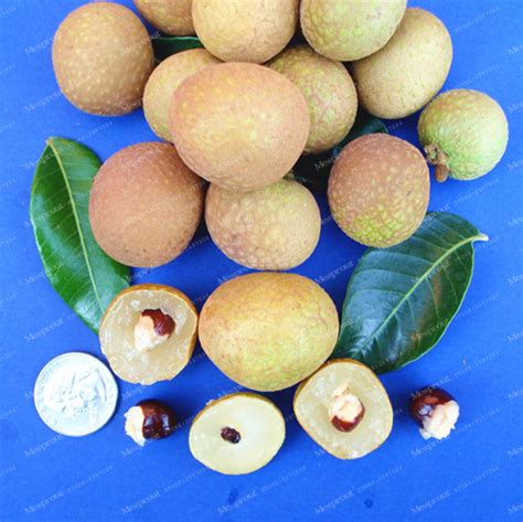 Dimocarpus Longan Seeds ~ Product China