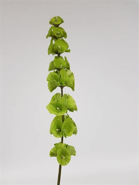 A wide variety of artificial flowers ireland options are available to you, such as plastic. Artificial Bells of Ireland 90cm - Desflora