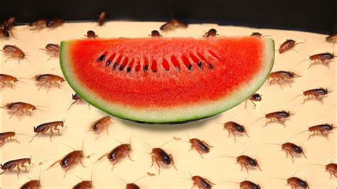 What If To 1000 Hungry Cockroaches Put Down The Watermelon How Long Will They Eat Youtube