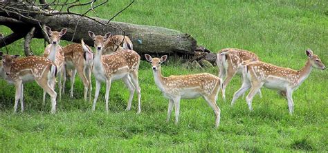 Famous Wildlife Sanctuaries In Odisha Todays Traveller Travel