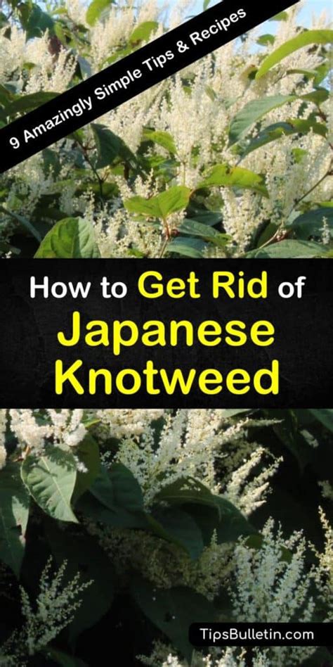 9 Amazingly Simple Ways To Get Rid Of Japanese Knotweed