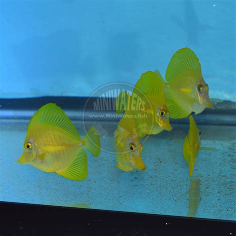 Zebrasoma Flavescens Yellow Tang Captive Bred Shop Miniwatersfish