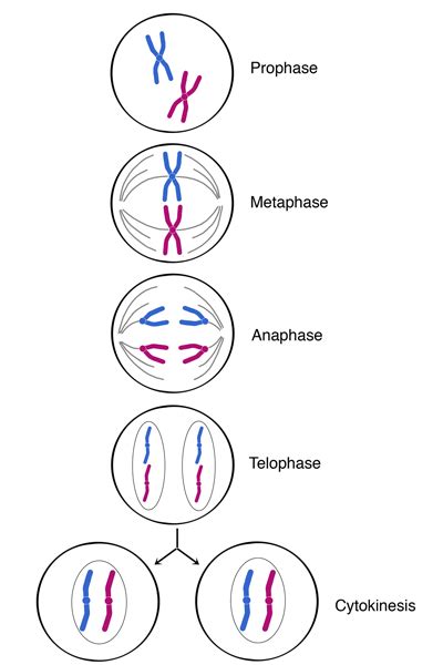 Mitosis