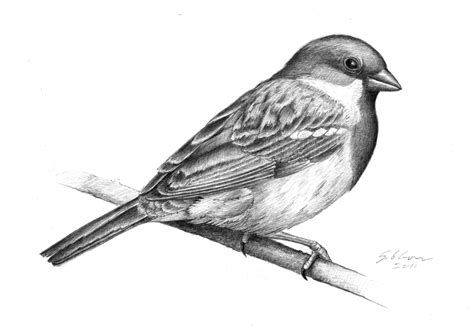 How To Draw A House Sparrow At How To Draw