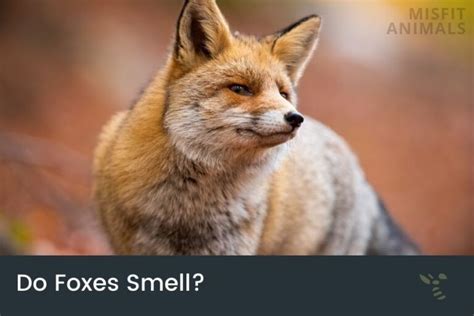 Do Foxes Smell Scent Marking And Detection