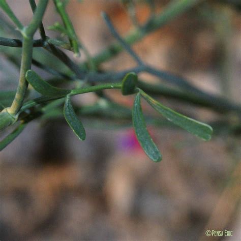 La Coronille à Branches De Jonc Coronilla Juncea Quelle Est Cette