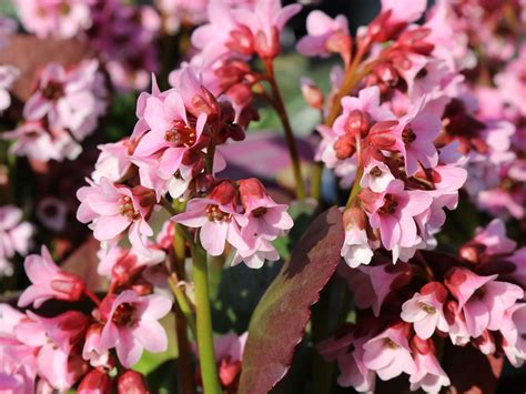 Bergenie Pink Dragonfly Bergenia Cordifolia Pink Dragonfly