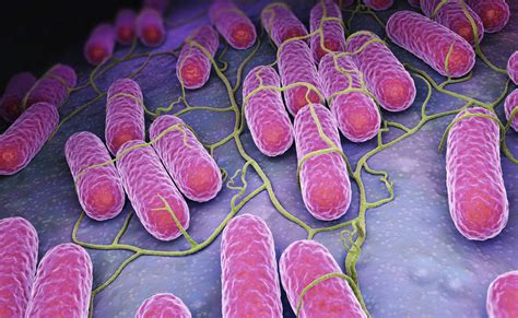 Microbiota qué es y cuáles son sus funciones Muy Salud