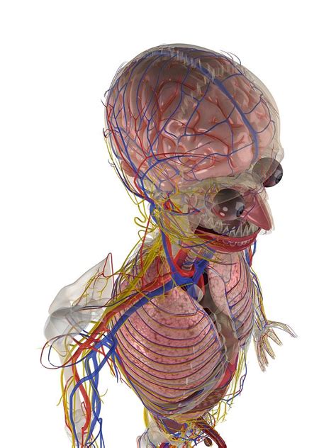 male anatomy artwork digital art by sciepro fine art america