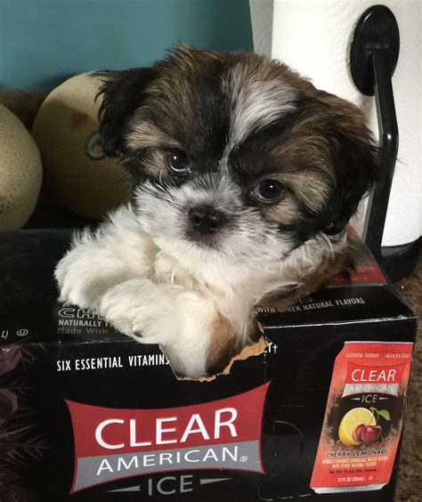 Clear Ice Shih Tzu Puppy Baxter Natural Flavors Puppies Dogs