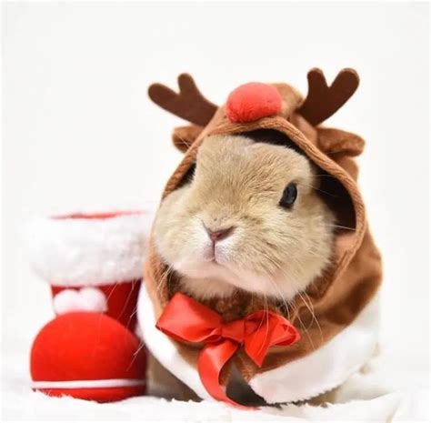 Bunny Rabbits Rocking Christmas Costumes Christmas Pet Photos