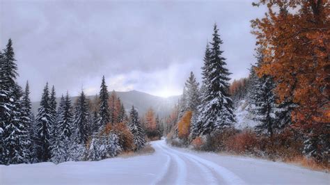 forest montana path covered  snow  cloudy sky