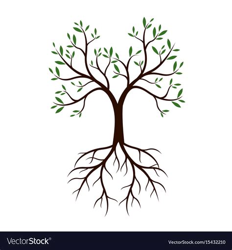 Natural Tree With Leaves And Roots Royalty Free Vector Image