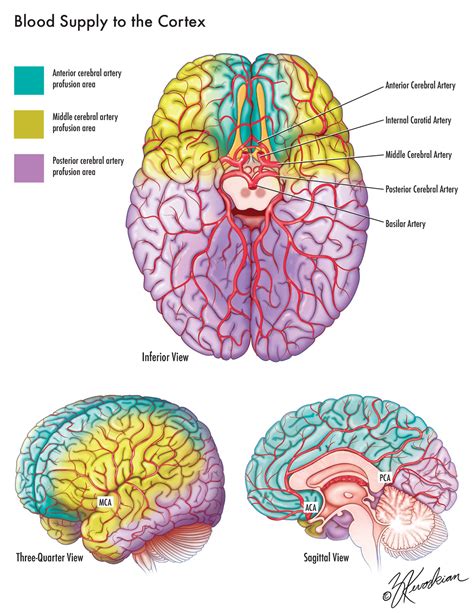 Blood Supply Of The Brain