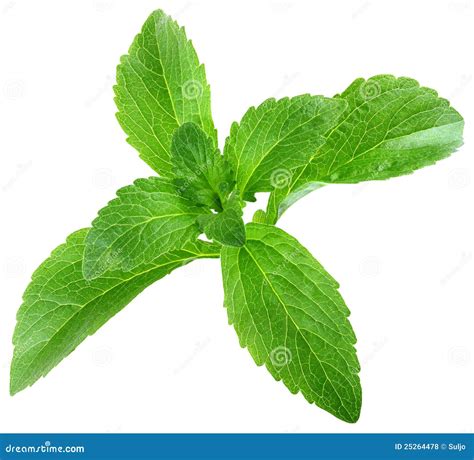 Stevia Rebaudiana Leafs Cut Out Stock Photo - Image of loss, cutout
