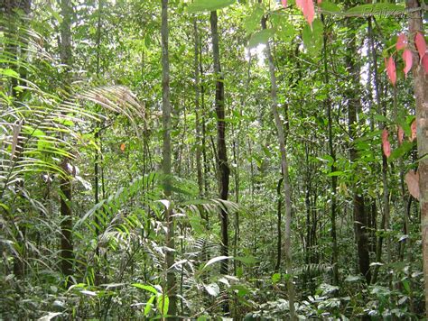 Ecosistemas Terrestres Colombianos Bosques Tropicales De Hoja Ancha