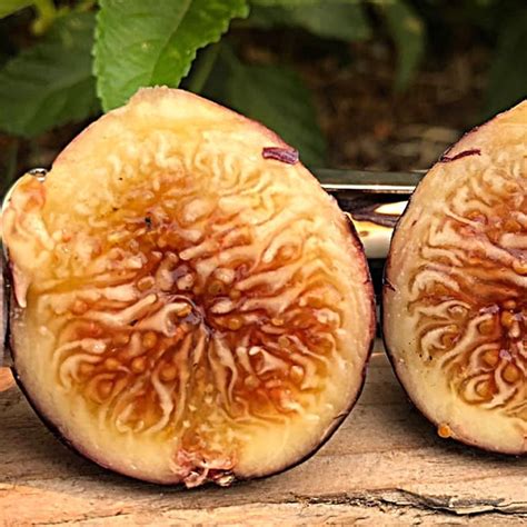 Peters Honey Fig Trees For Sale At Ty Ty Nursery